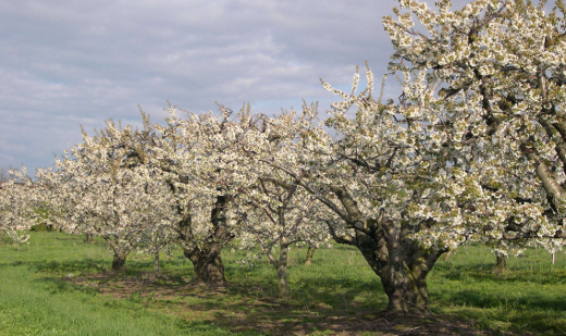 Preserving Agricultural Lands